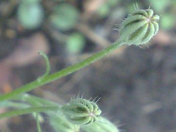 Hypochoeris radicata ?... Hypochoeris  sp.